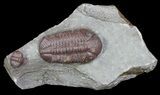 Red Barrandeops Trilobite With Enrolled Specimen #66343-2